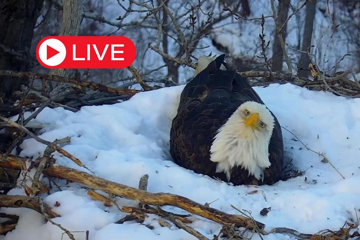 Minnesota DNR Adds New Eagle Cam for 2024