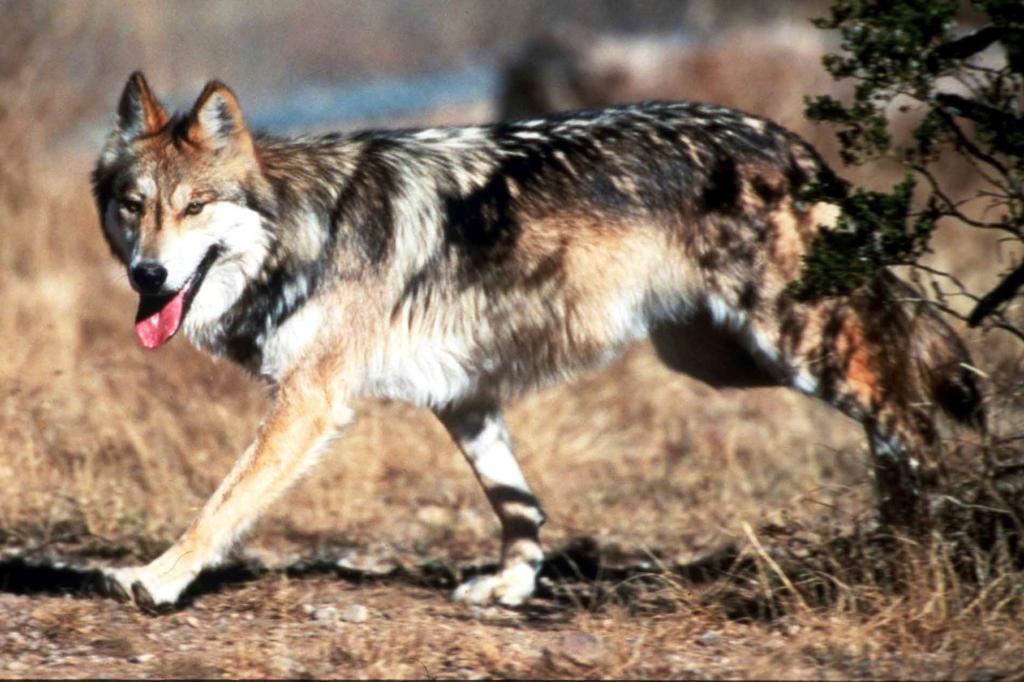 $100K reward offered after federally protected wolf found dead in Arizona