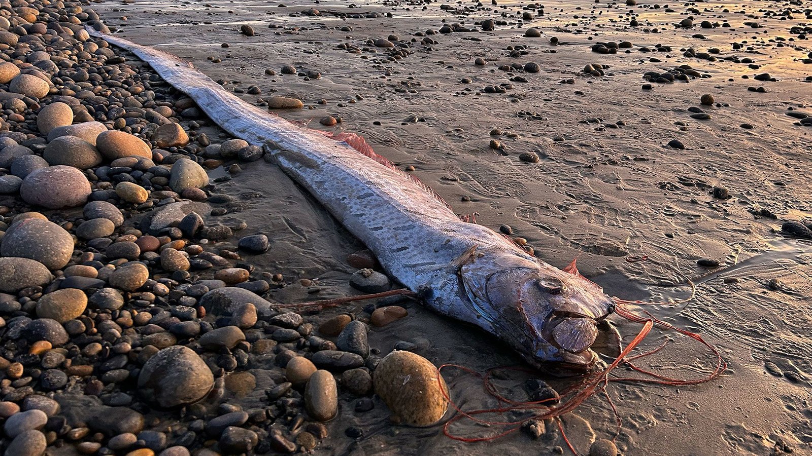 'Doomsday fish' returns to Southern California shores for the third time this year