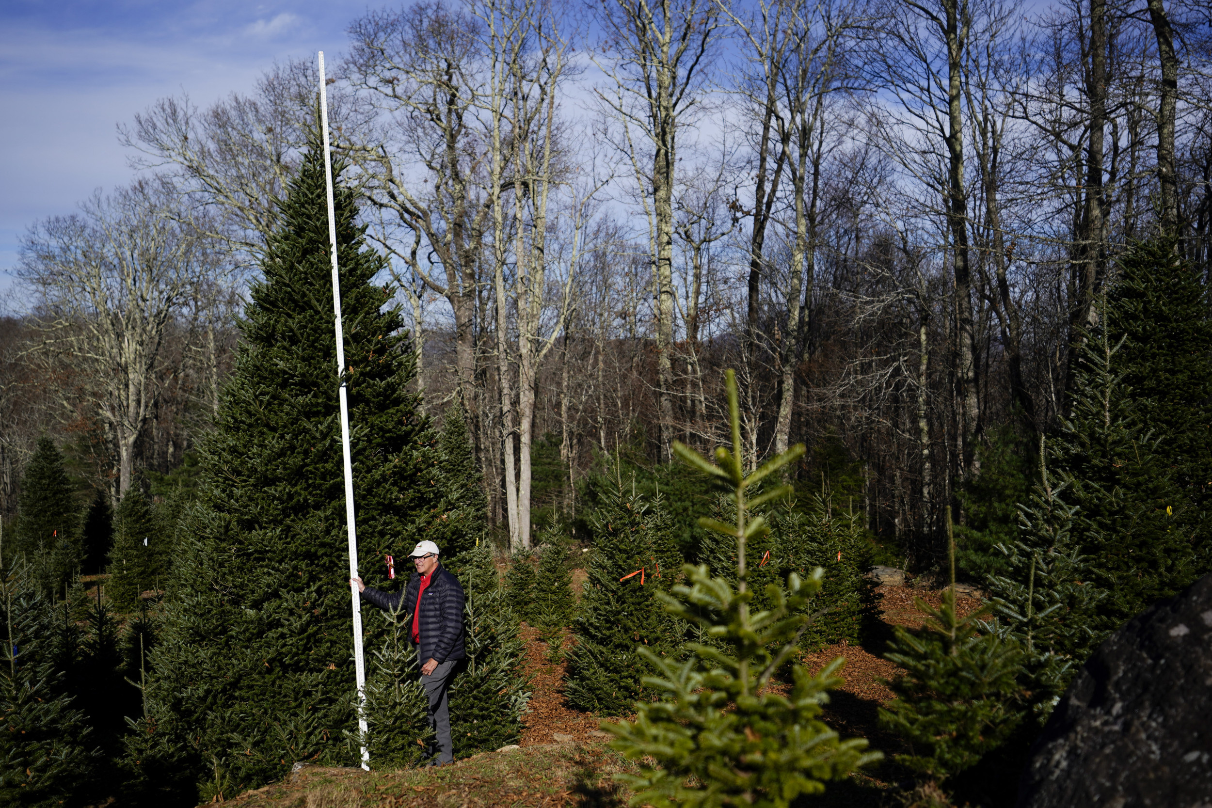 The White House Christmas Tree Will Come From Farm Hit by Hurricane Helene