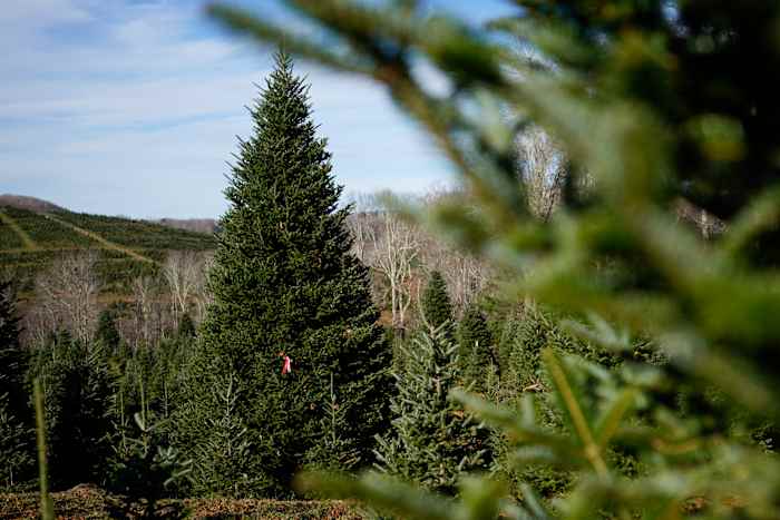 The White House's Christmas tree is a symbol of resilience for hurricane-hit North Carolina farms