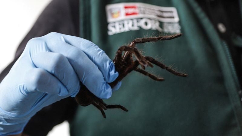 Smuggler arrested with 300 tarantulas strapped to his body