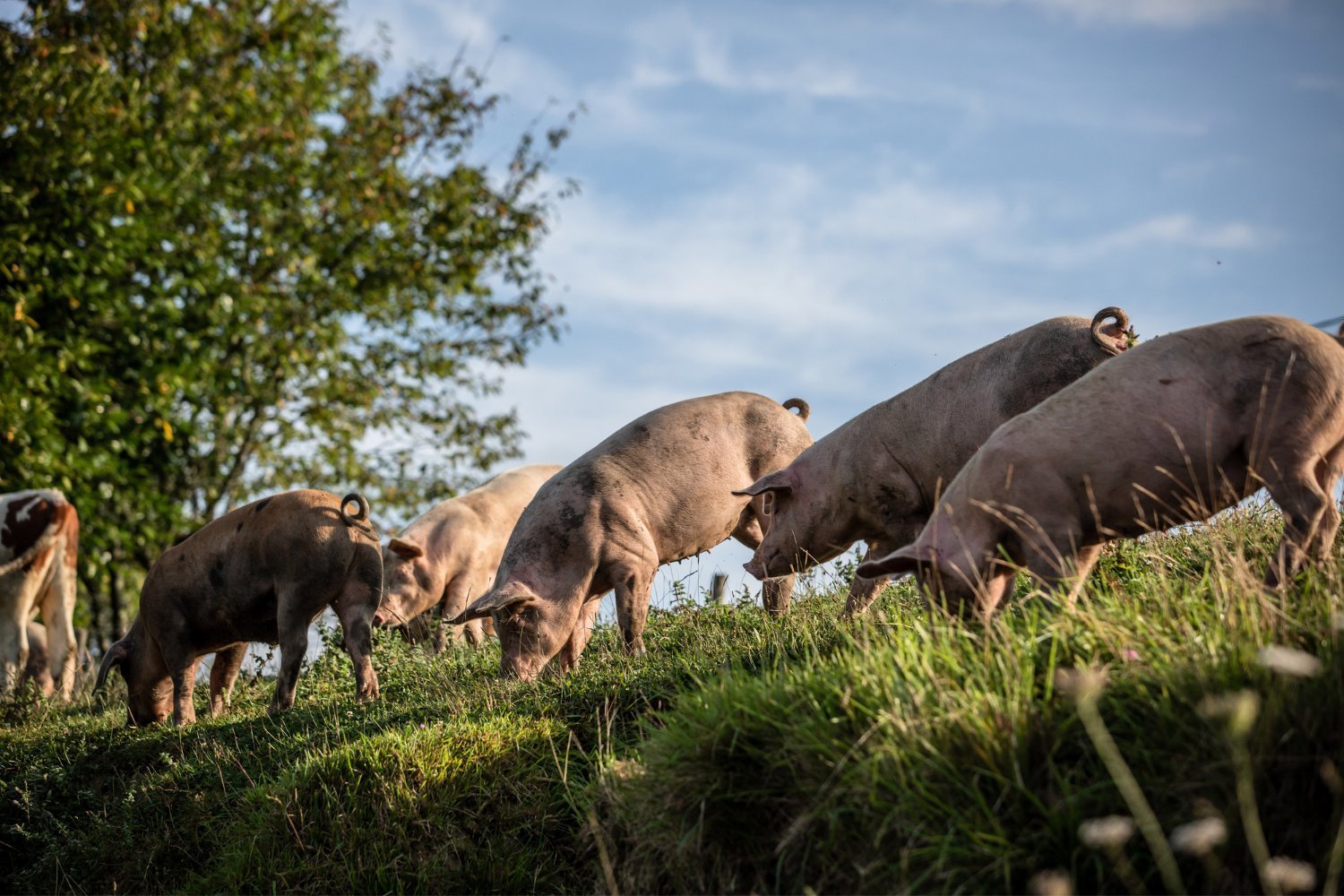 Man Who Received Historic Pig Kidney Transplant Did Not Die From It