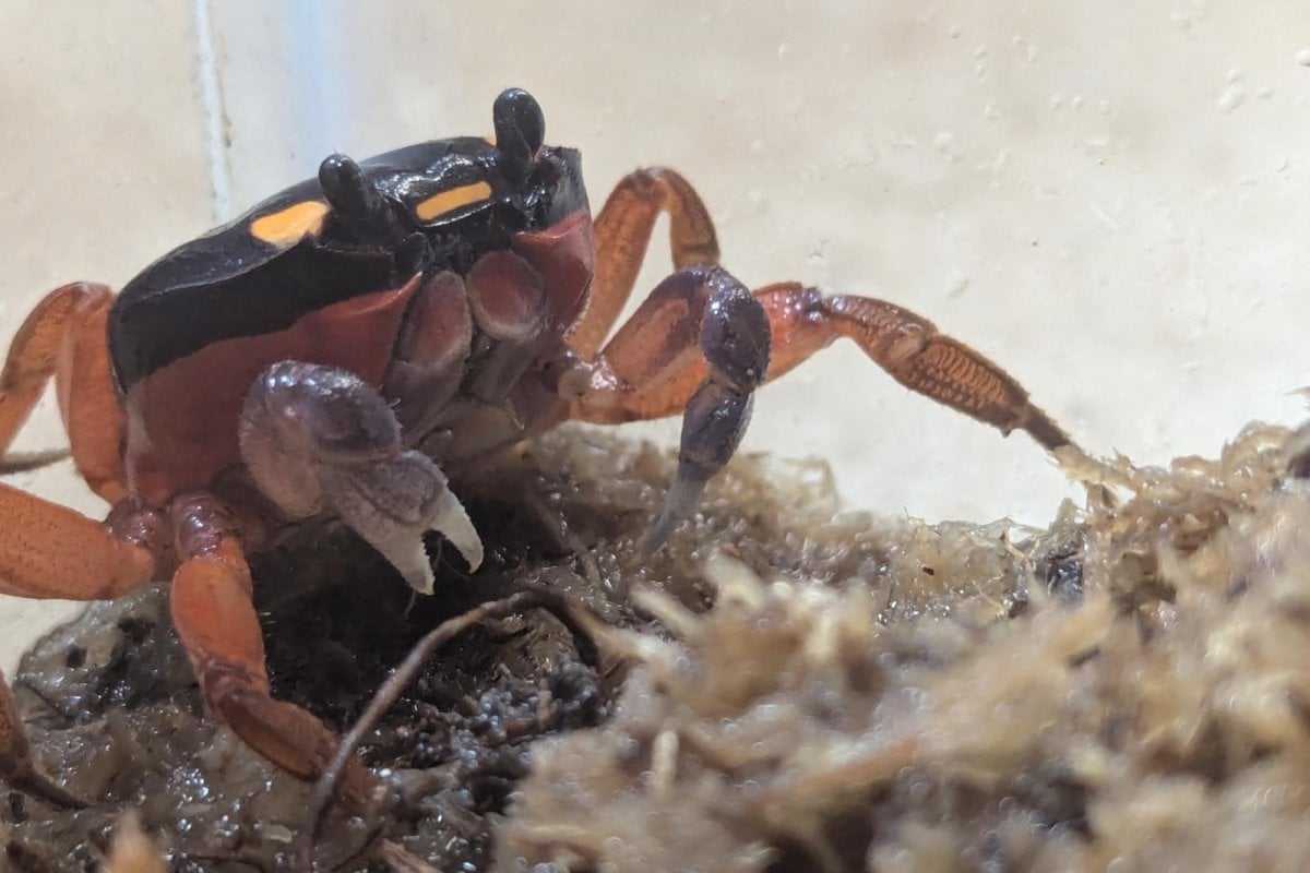 'Halloween crab' stows away on plane from Costa Rica to Denver