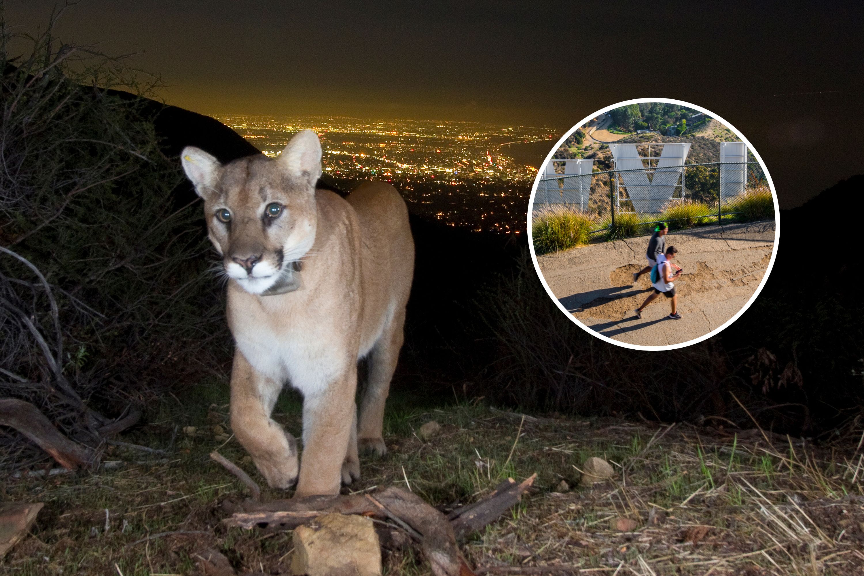 California Mountain Lions Are Changing Their Hours Because of Humans