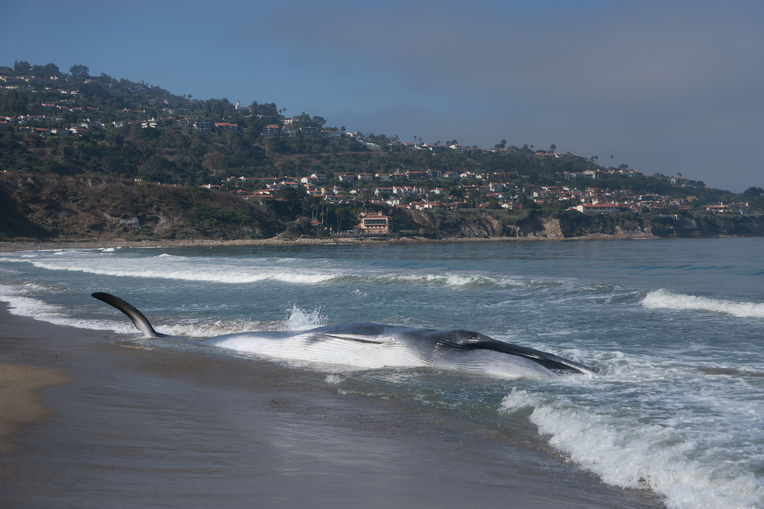 Nearly 50-Foot, Endangered Fin Whale Washes Ashore in Alaska