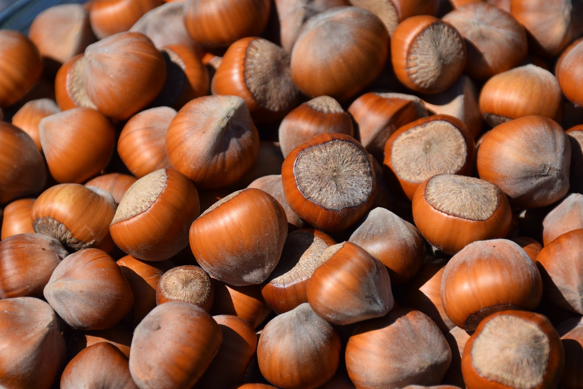 Alaska-grown hazelnuts? A changing climate is helping growers coax unusual crops from northern soil