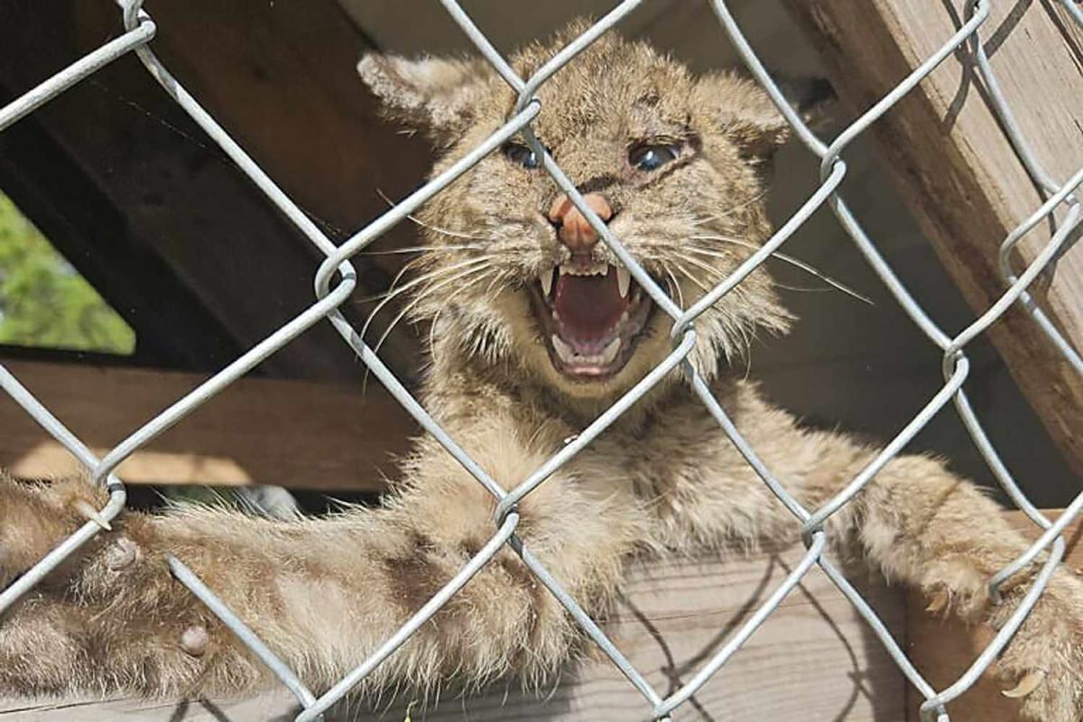 Odd-Looking Feline Found in Florida Chicken Coop Prompts Call to Wildlife Rescue