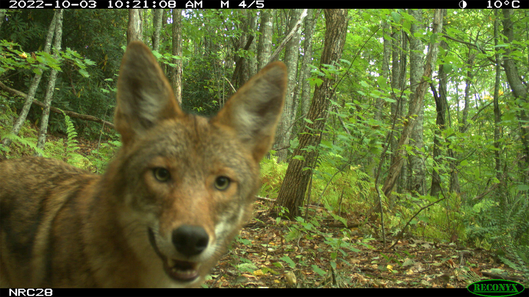 Coyotes appear to be thriving under pressure