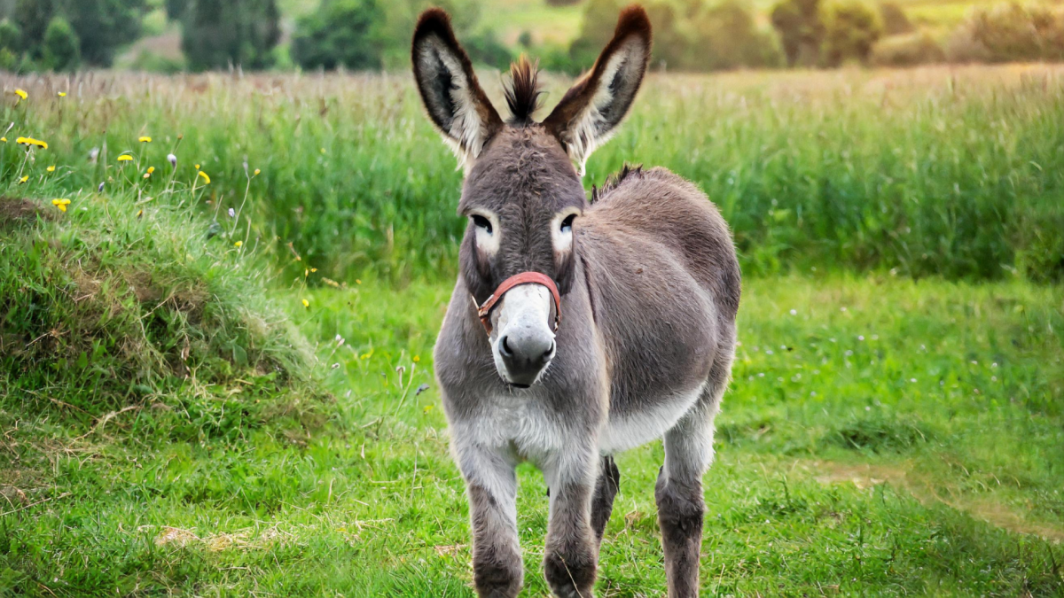 Update on Little Donkey Who'd Been Chained Up & Left All Alone Has People Melting