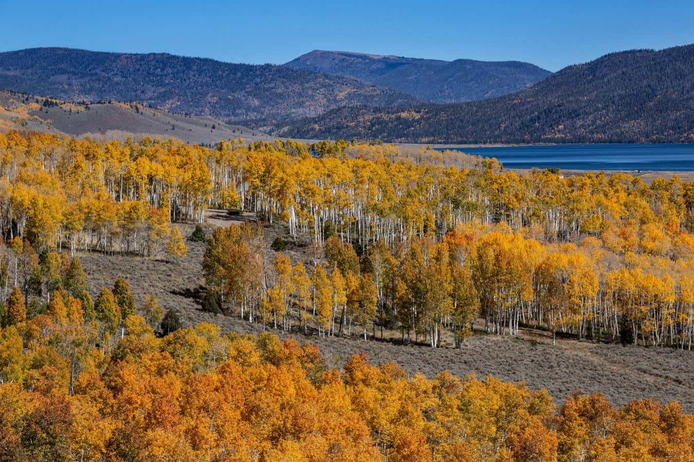 World's largest tree is also among the oldest living organisms