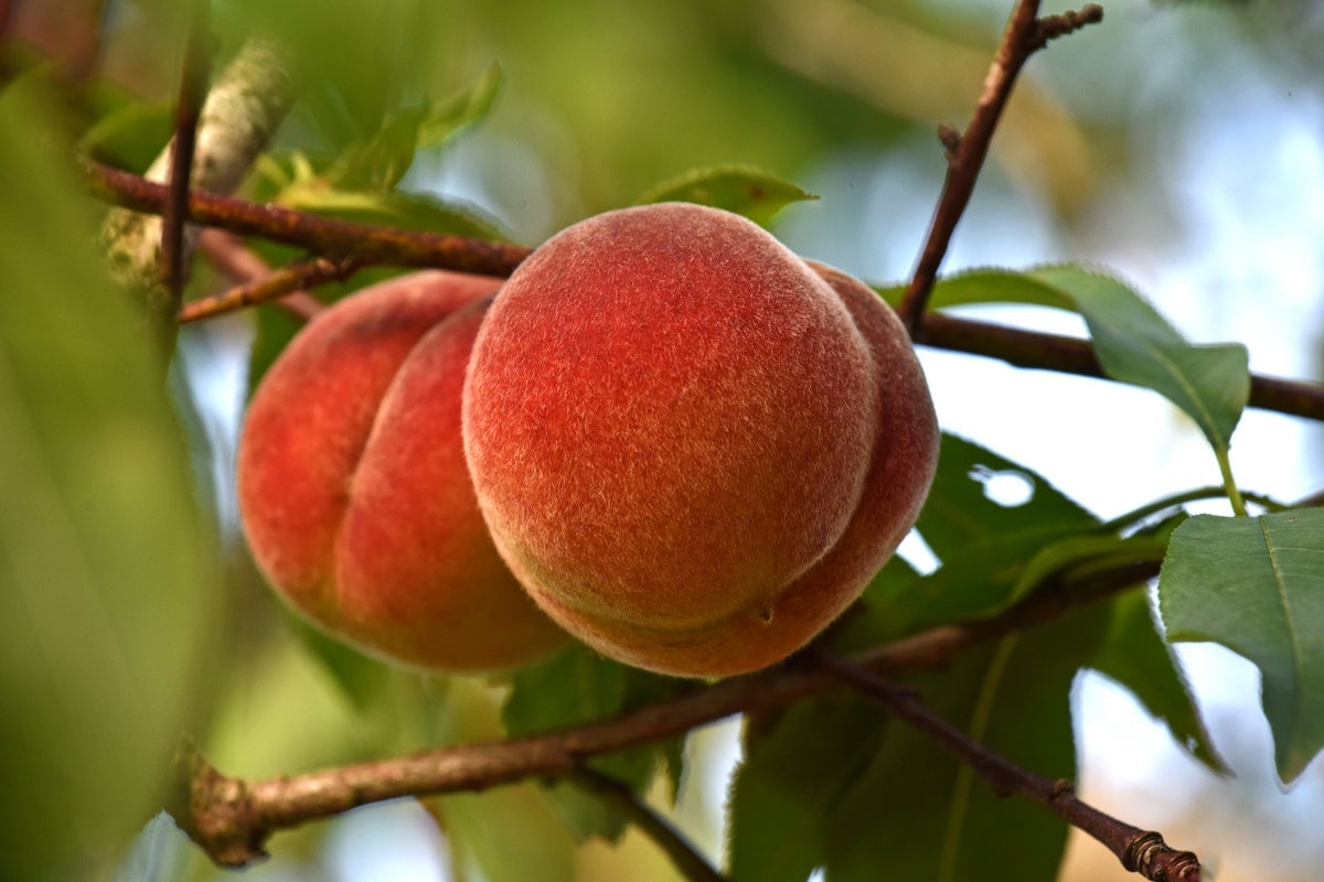 The Surprising Story of How Peaches Became an Icon of the U.S. Southeast