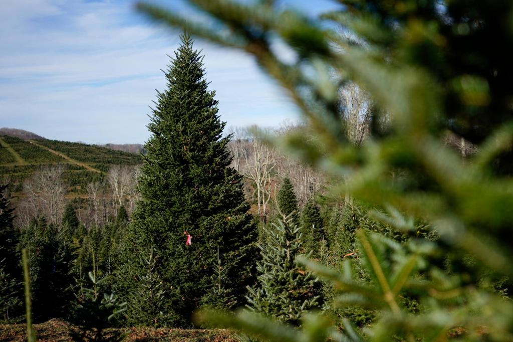 The White House’s Christmas tree is a symbol of resilience for hurricane-hit North Carolina farms