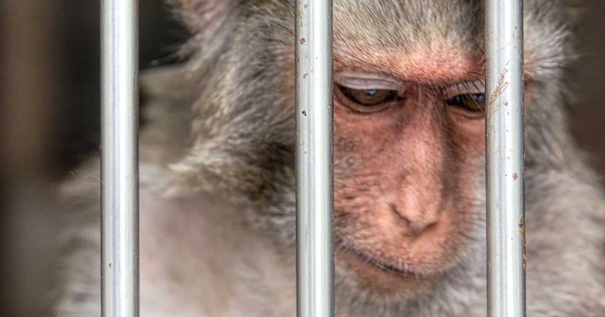 Gang of monkeys escape South Carolina biomedical research facility