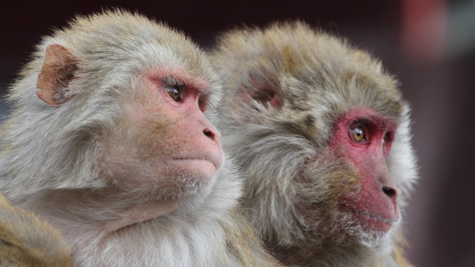 43 rhesus macaques have escaped from South Carolina’s ‘Monkey Farm’