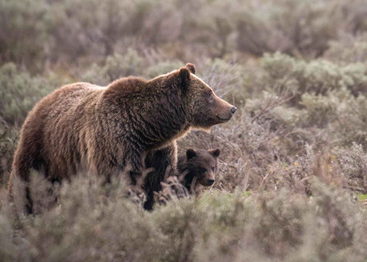 World famous grizzly bear fatally struck in Wyoming