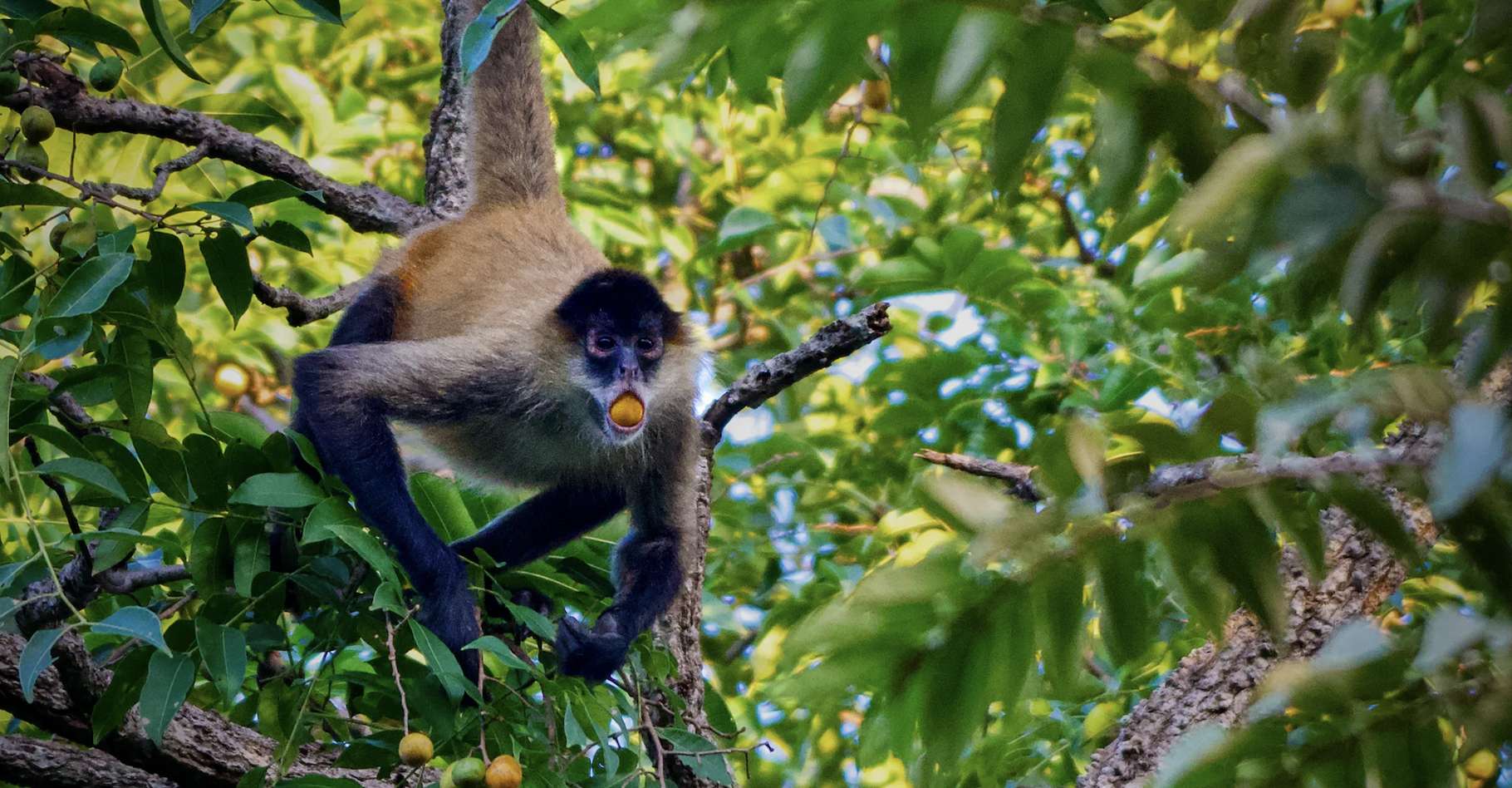 Ce que l’alcool fait vraiment aux animaux sauvages : révélations surprenantes