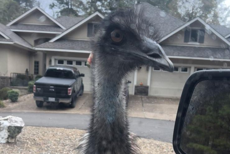 Officials seek emu on the loose in Arkansas village