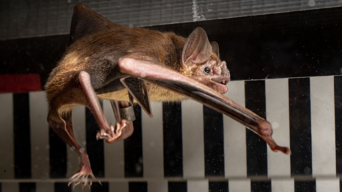 Vampire bats have a really strange way of getting energy, scientists discover after putting them on treadmills