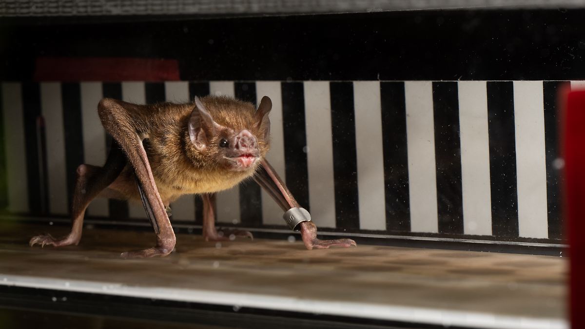 Untersuchung auf Laufbändern: Wie Vampirfledermäuse Blut zur Fortbewegung nutzen