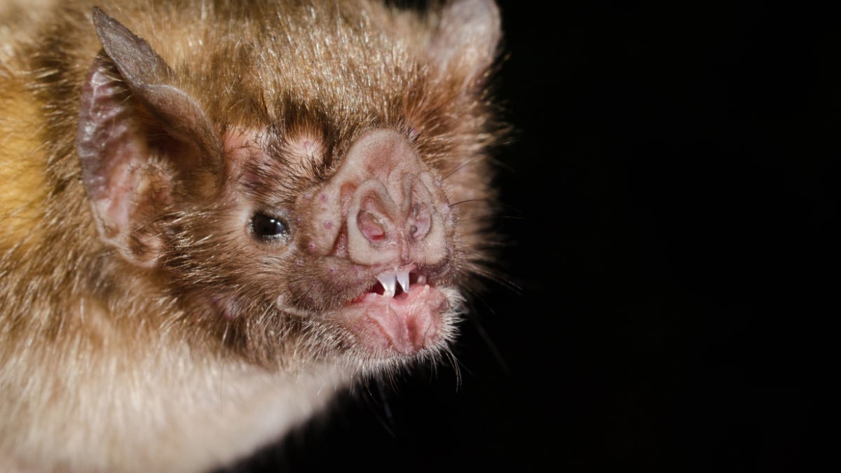 De nouveaux secrets des chauves-souris vampires révélés grâce à des tapis roulants