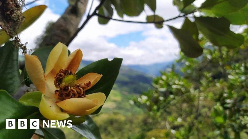 Alarm call as world's trees slide towards extinction