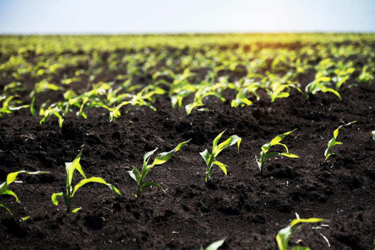 Researchers discover revolutionary method to rid farm soils of microplastics — here's how it could transform food supply