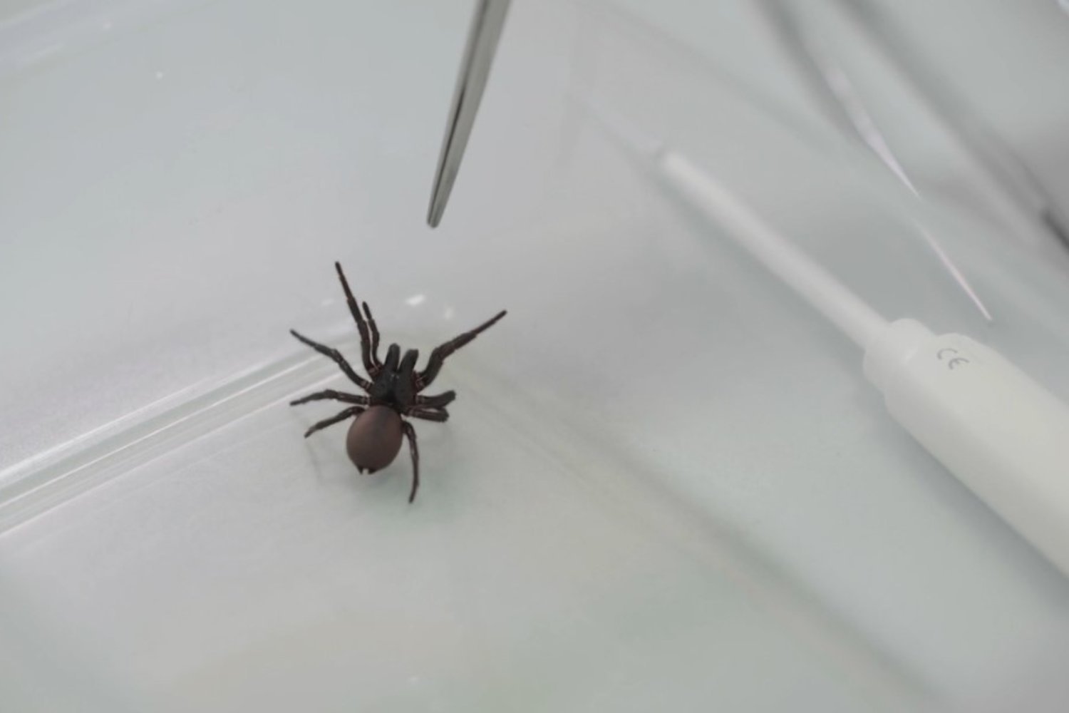 Creepy Cure: Deadly Spider Venom Tapped for Heart Attack Drug