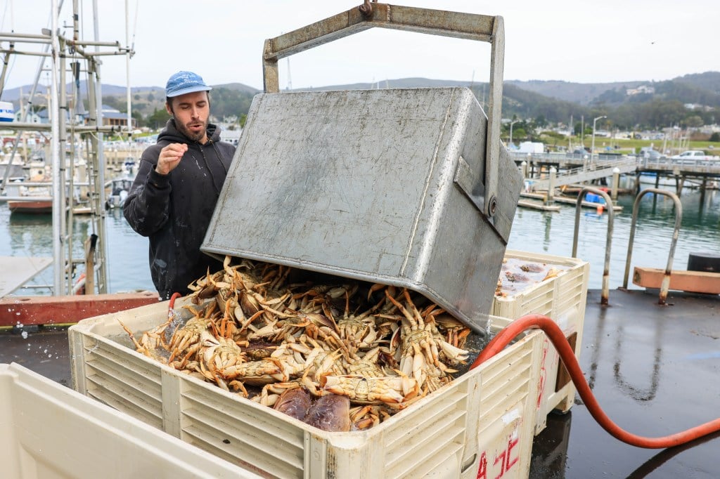 California's Dungeness crab season delayed again