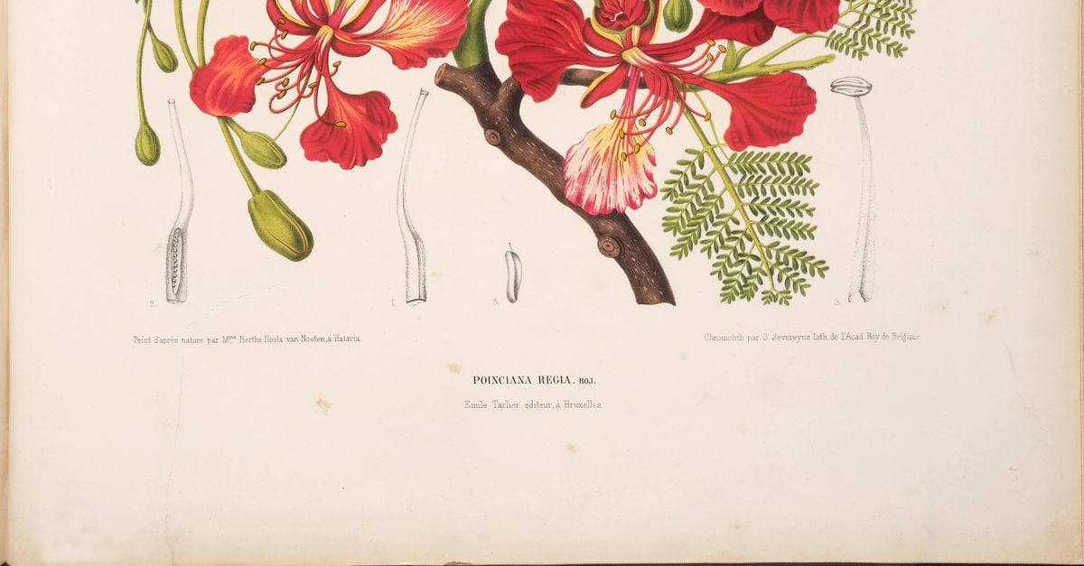 In een Amersfoorts antiquariaat lag een 19de-eeuwse schat op de grond: botanische tekeningen van een vergeten illustratrice