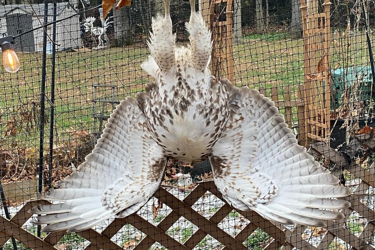 Hawk swoops toward chicken coop, gets caught in netting