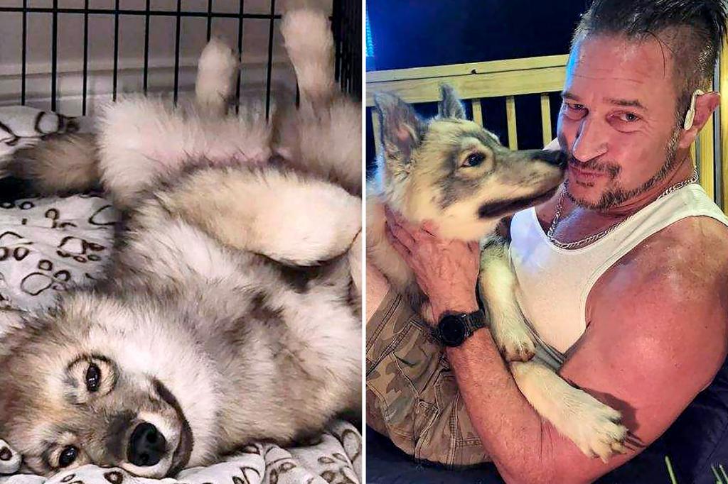 Massachusetts animal control kills Kirk Rumford's pet dog Odin mistaken for coyote