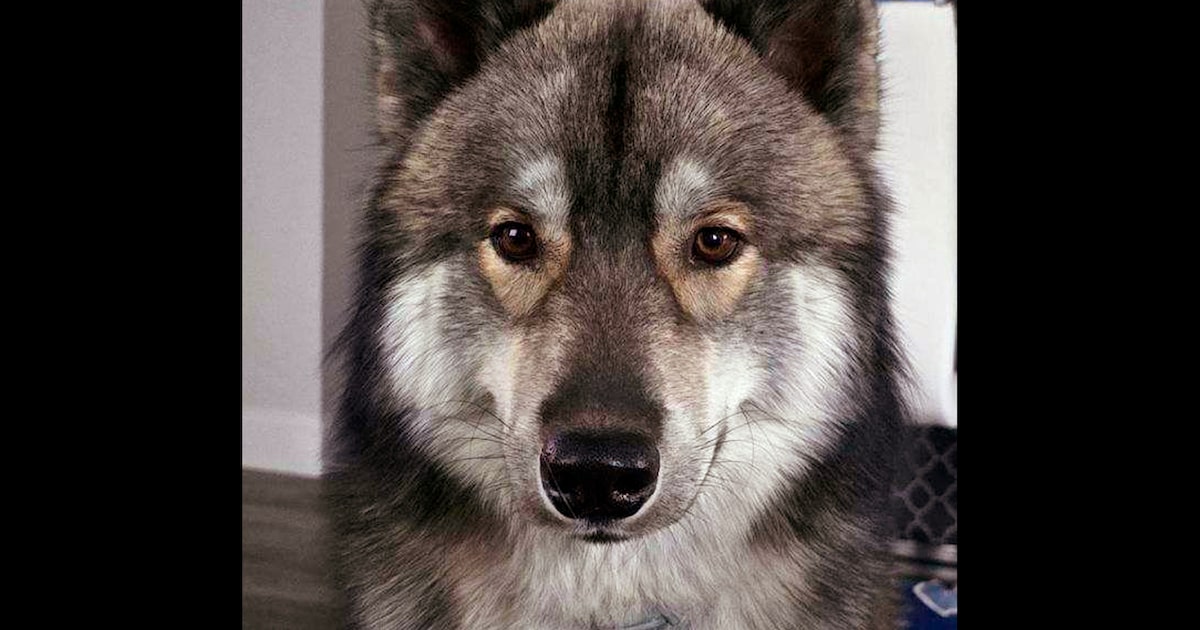 Animal control officer kills Massachusetts man’s pet dog he mistook for coyote