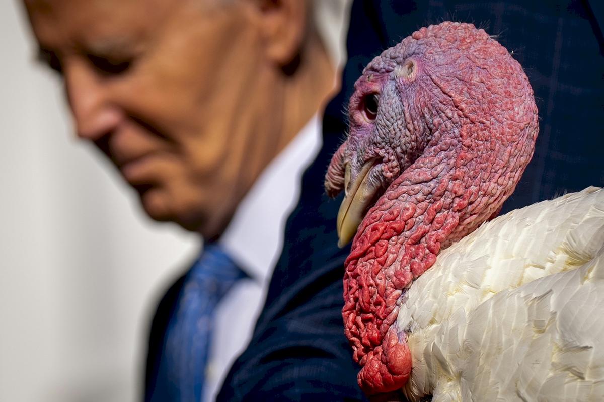 Minnesota Turkeys Peach And Blossom Pardoned By President Biden