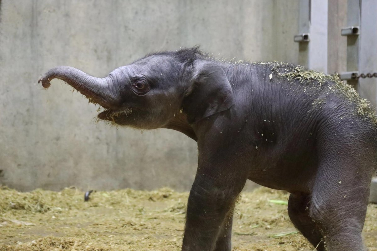 St. Louis Zoo announces birth of baby Asian elephant