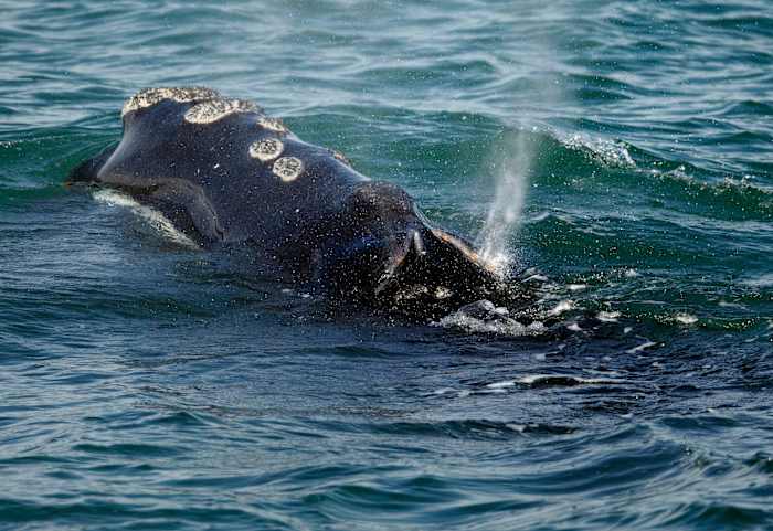 First right whales of season gorge on critical food off Massachusetts, giving hope for a strong year