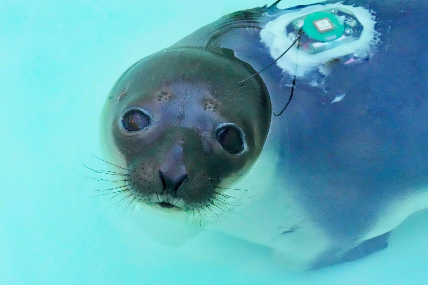 Rare seal rescued in Providence after stress-eating rocks released