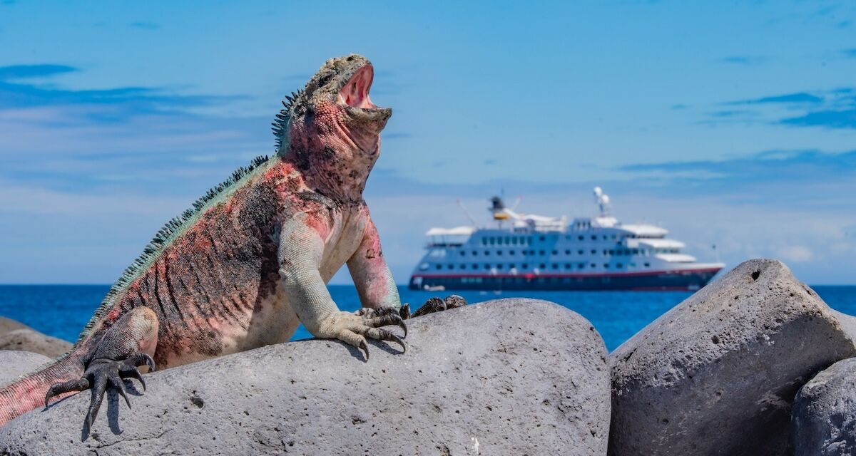 19 Cruise Lines That Sail Around the Galápagos Islands, From the Cheapest to the Most Expensive