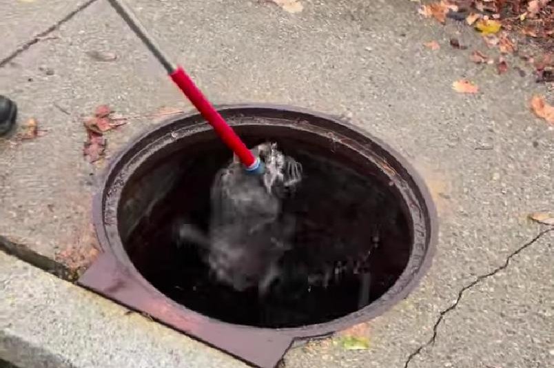 Swimming raccoons rescued from Rhode Island drain