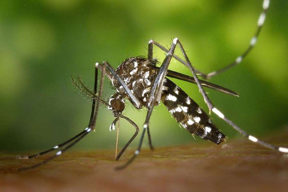 Dengue : la Guadeloupe placée en phase épidémique, les autorités craignent "un nombre élevé de cas"