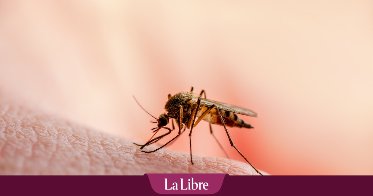 Le Guadeloupe face à une épidémie de dengue