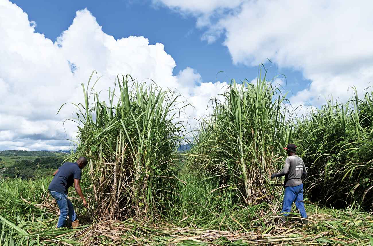 Sugar-cane juice rum: Get the juices flowing