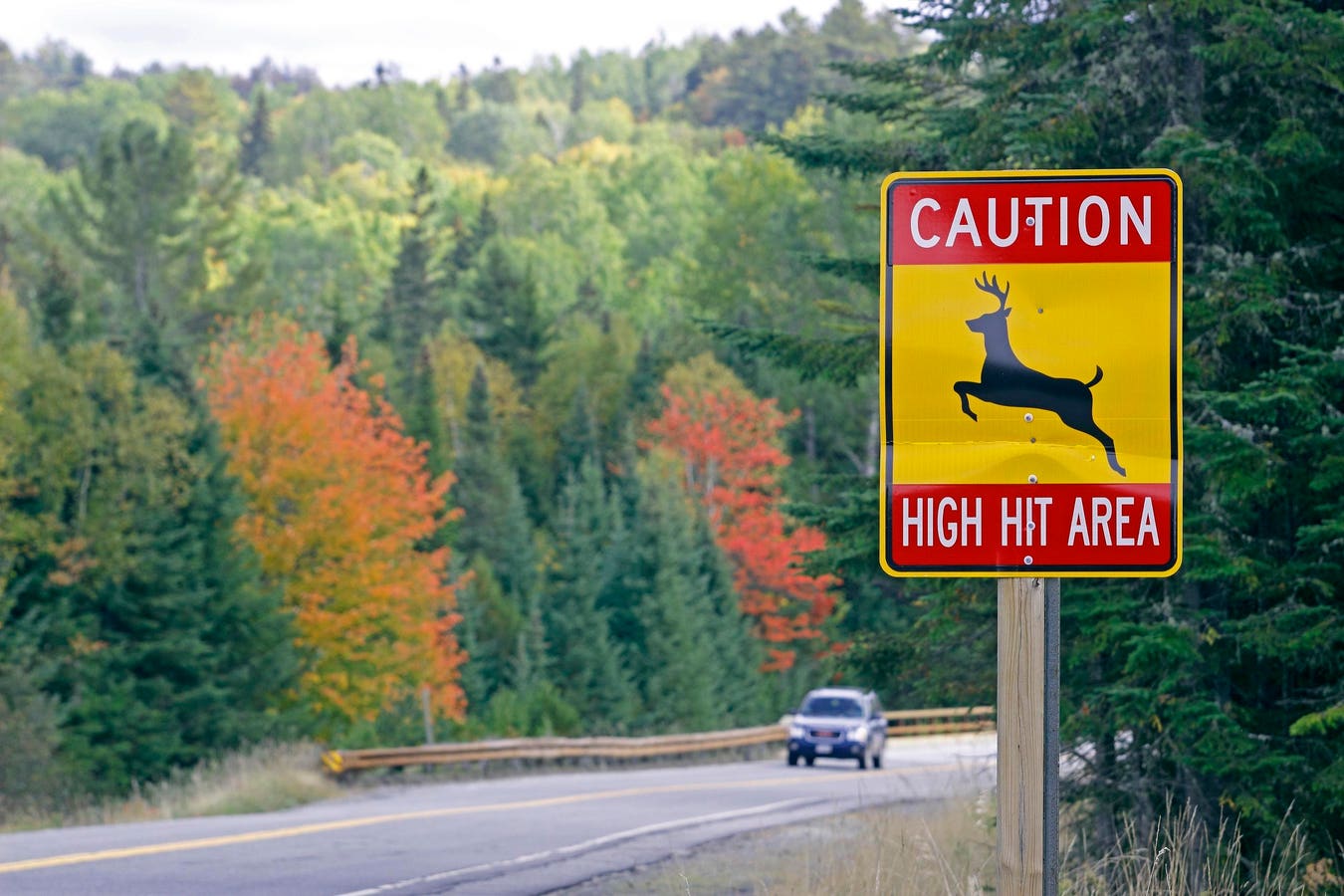 It’s Prime Time Now For Deer-Auto Collisions