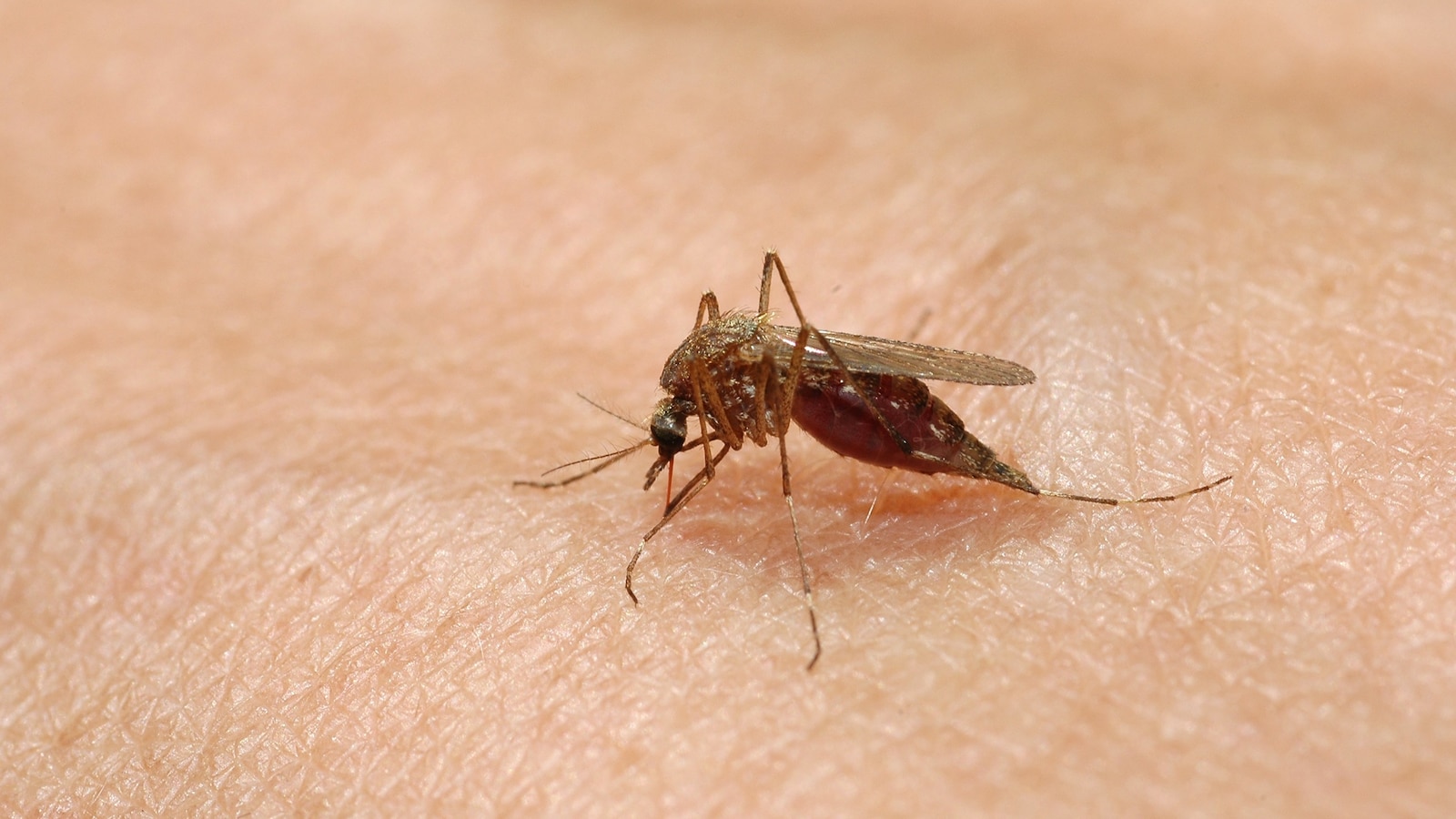 Texas officials announce first locally acquired case of dengue virus in 2024