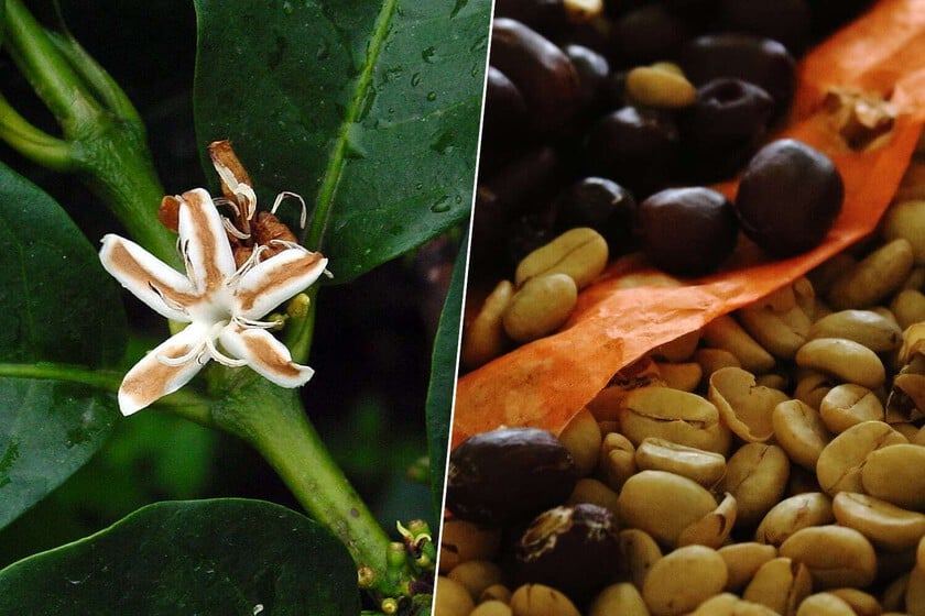 Andalucía y Cataluña están ganando la batalla al cinturón del café. Es la inesperada consecuencia del cambio climático