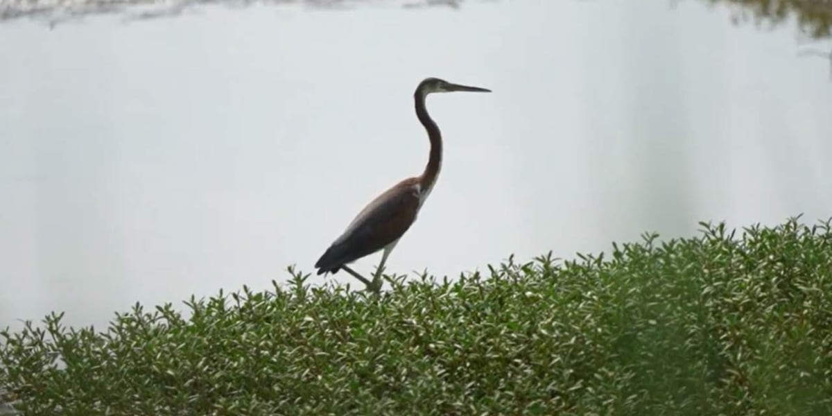 South Carolina Department of Natural Resources count this season’s seabird nests