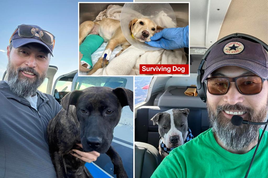 Pilot who flew dogs to be adopted dies in NY plane crash