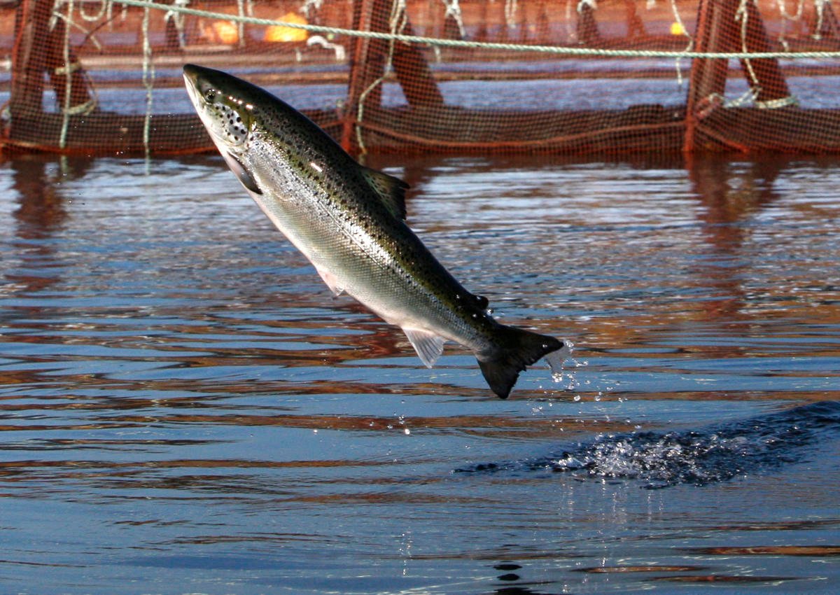 An environmental group files intent to sue a salmon farmer for pollution off Maine's coast