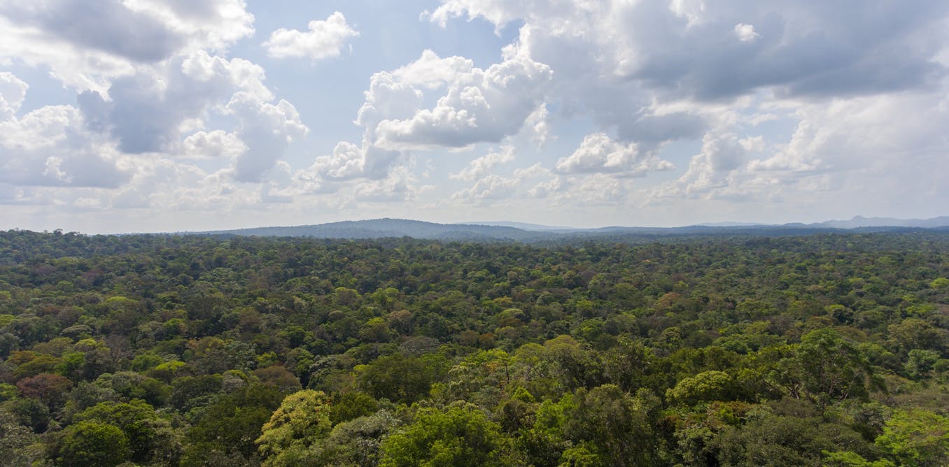 An agreement ends resistance to a renewable energy plant in French Guiana… but is it energy justice?