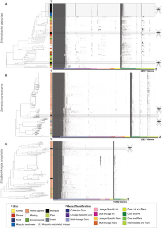 MosAIC: An annotated collection of mosquito-associated bacteria with high-quality genome assemblies